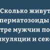 Продолжительность жизни сперматозоидов в уретре мужчины после эякуляции