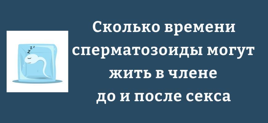 Продолжительность жизни сперматозоидов в разных частях полового члена