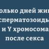 Сравнение продолжительности жизни сперматозоидов с X и Y хромосомами