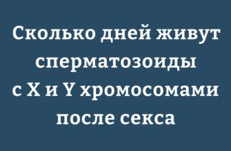 Сравнение продолжительности жизни сперматозоидов с X и Y хромосомами