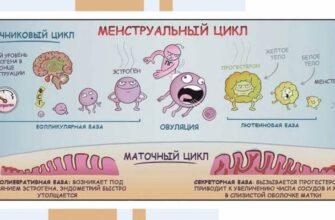Диаграмма вероятности беременности во время месячных