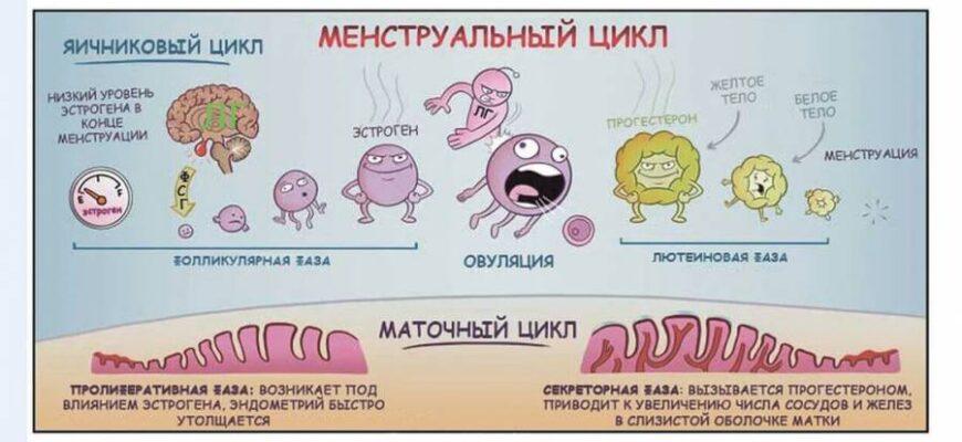 Диаграмма вероятности беременности во время месячных