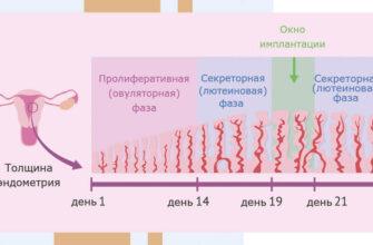 Схема менструального цикла с фертильными и неовуляционными днями