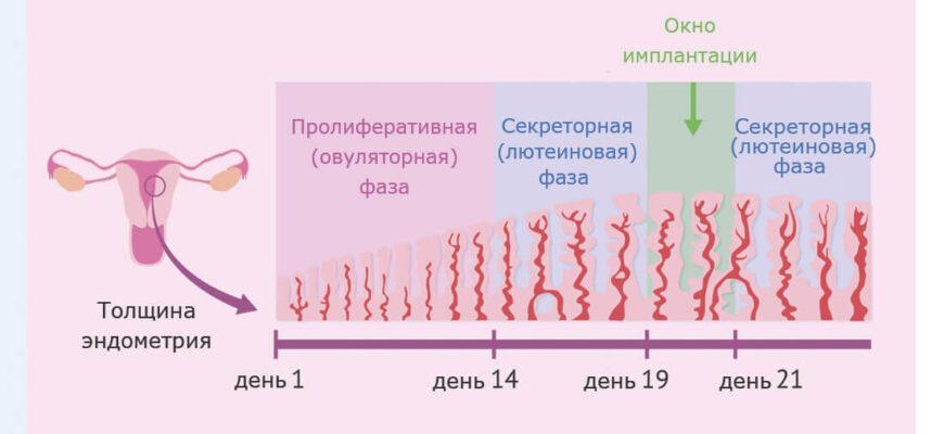 Графическое изображение женского менструального цикла, показывающее изменения при начале активной половой жизни