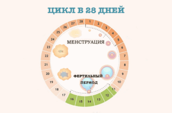 График показывает вероятность забеременеть в разные дни менструального цикла