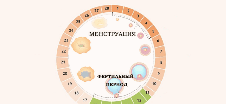 График показывает вероятность забеременеть в разные дни менструального цикла
