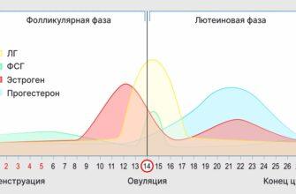 График вероятности зачатия по дням менструального цикла1