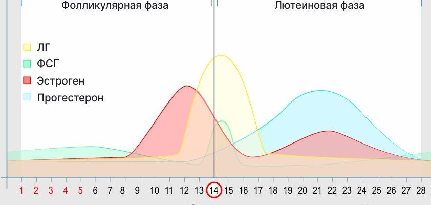 График вероятности зачатия по дням менструального цикла1