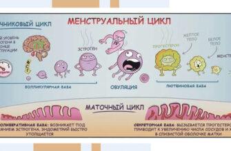 Счастливая пара планирует беременность с календарем овуляции