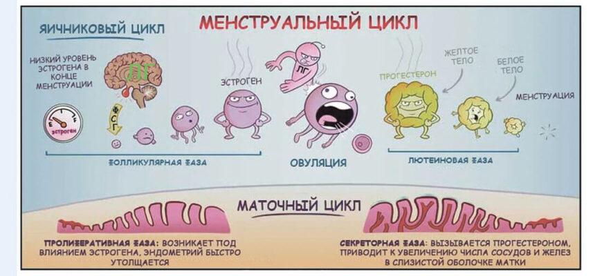 Счастливая пара планирует беременность с календарем овуляции