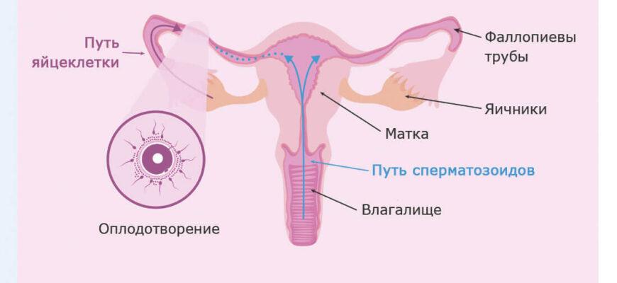 Вероятность беременности при прерванном половом акте - инфографика